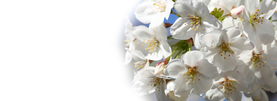 【 オオシマサクラ 使用 】本州最南端・串本町のオオシマサクラを使用しています。この桜の葉から抽出したエキスを使用した桜羊羹は、やさしい桜色と春を思わせる芳香が特徴です。